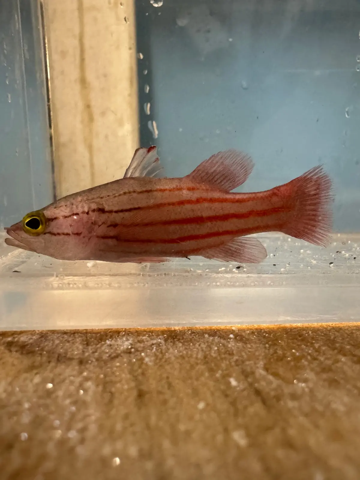 Collette's Reef Basslet | Liopropoma Collettei 1