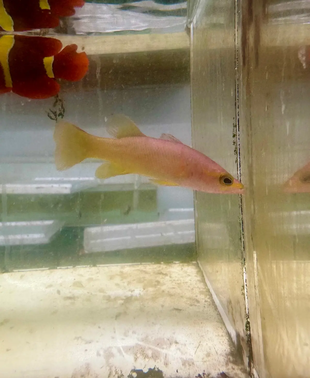 Yellowtail Reef Basslet | Liopropoma Mitratum 1