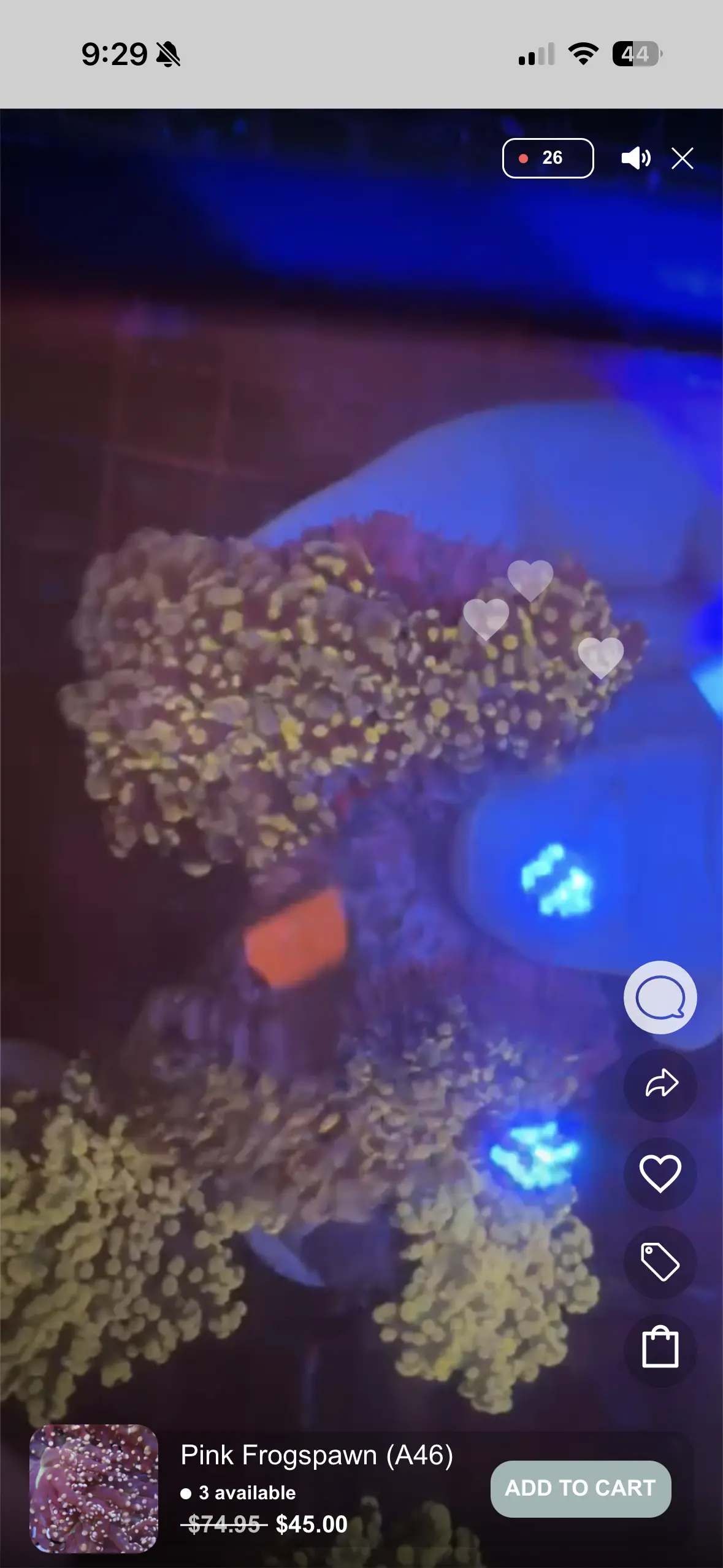 Live Sale Pink Frogspawn B66 1