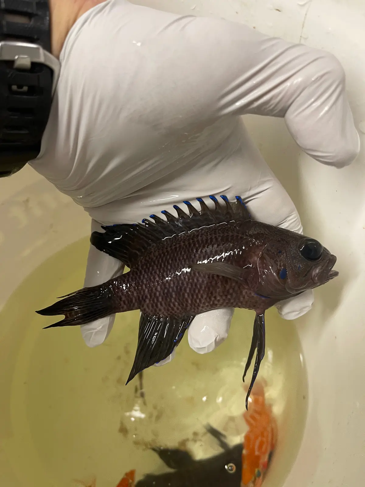 Northern Blue Devil Grouper-Australia (4-5") 1