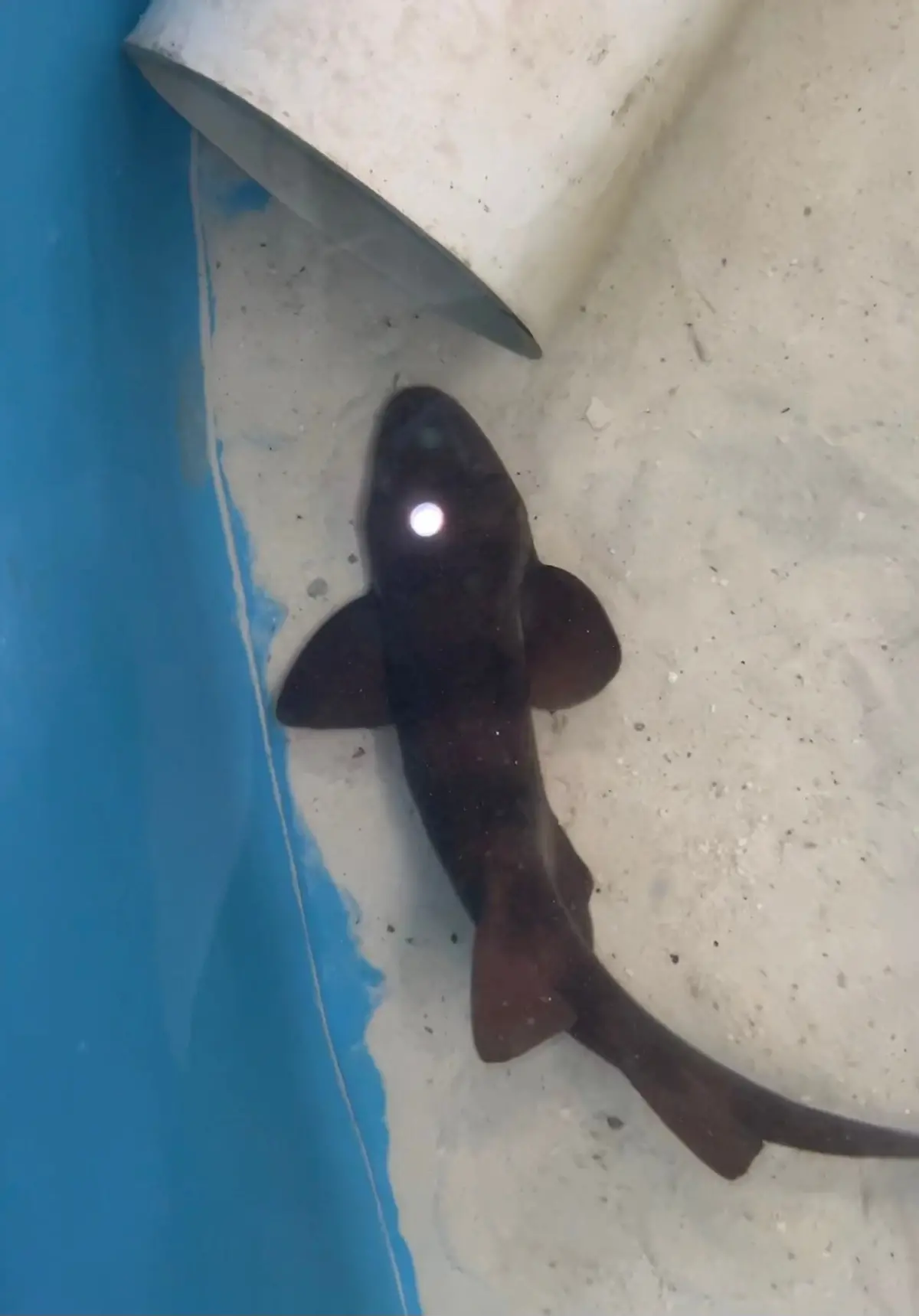 Australian Blind Shark - 15”Brachaelurus Waddi 1