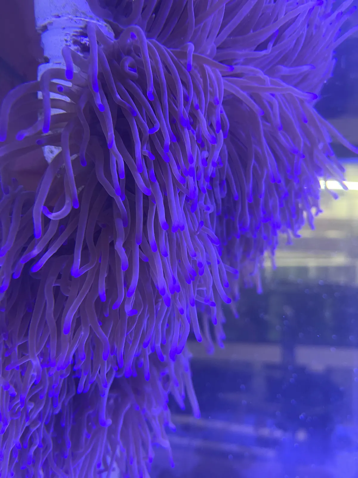 Show Size Ritteri/Magnificent Anemone--10-12" (Purple Tip) 1