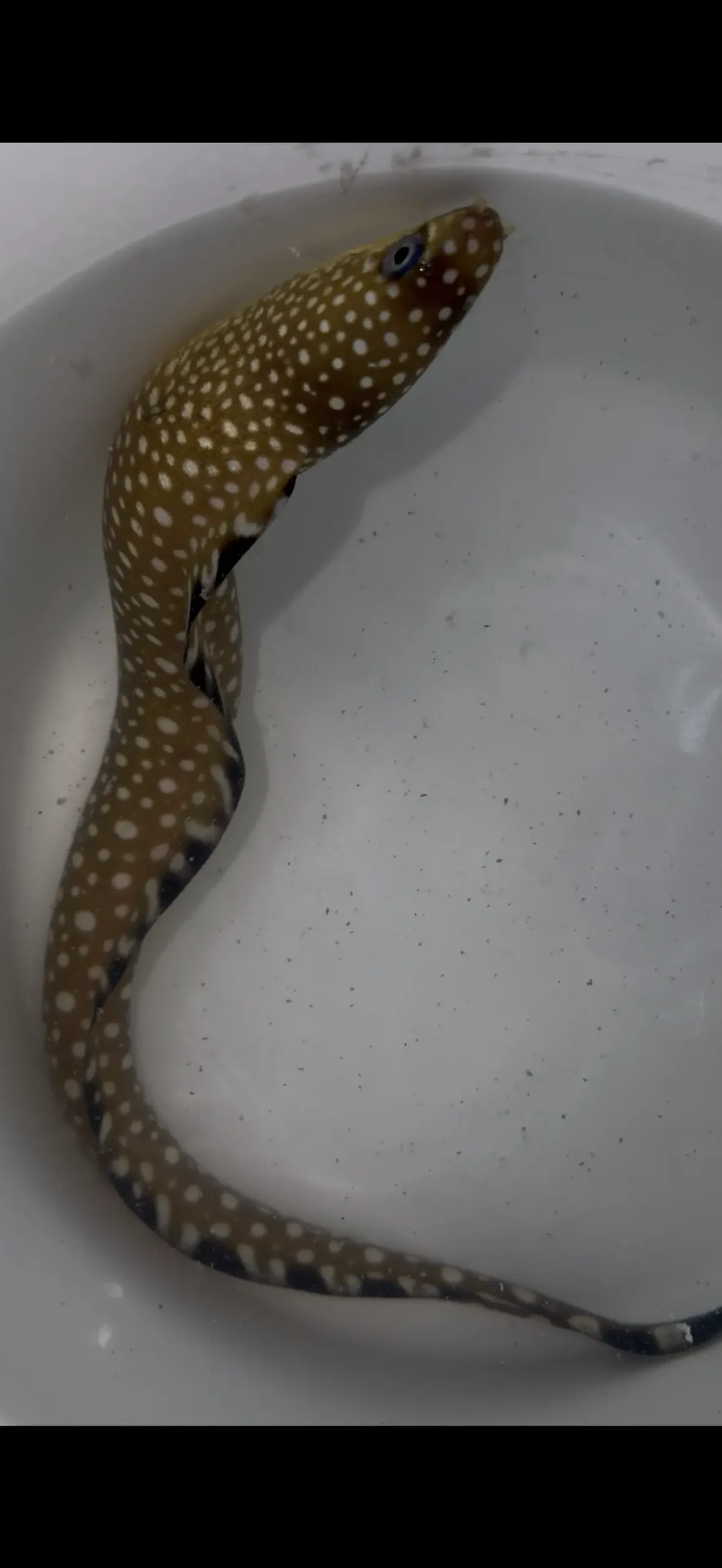Blackedge Moray Eel (Gymnothorax Saxicola) 15-18" 1