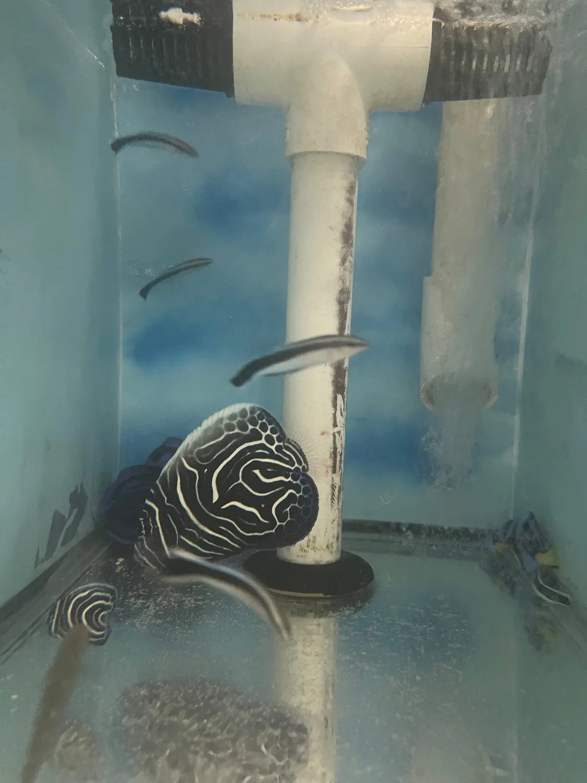 Imperator Angelfish-Juv (Crazy Misbar) 1