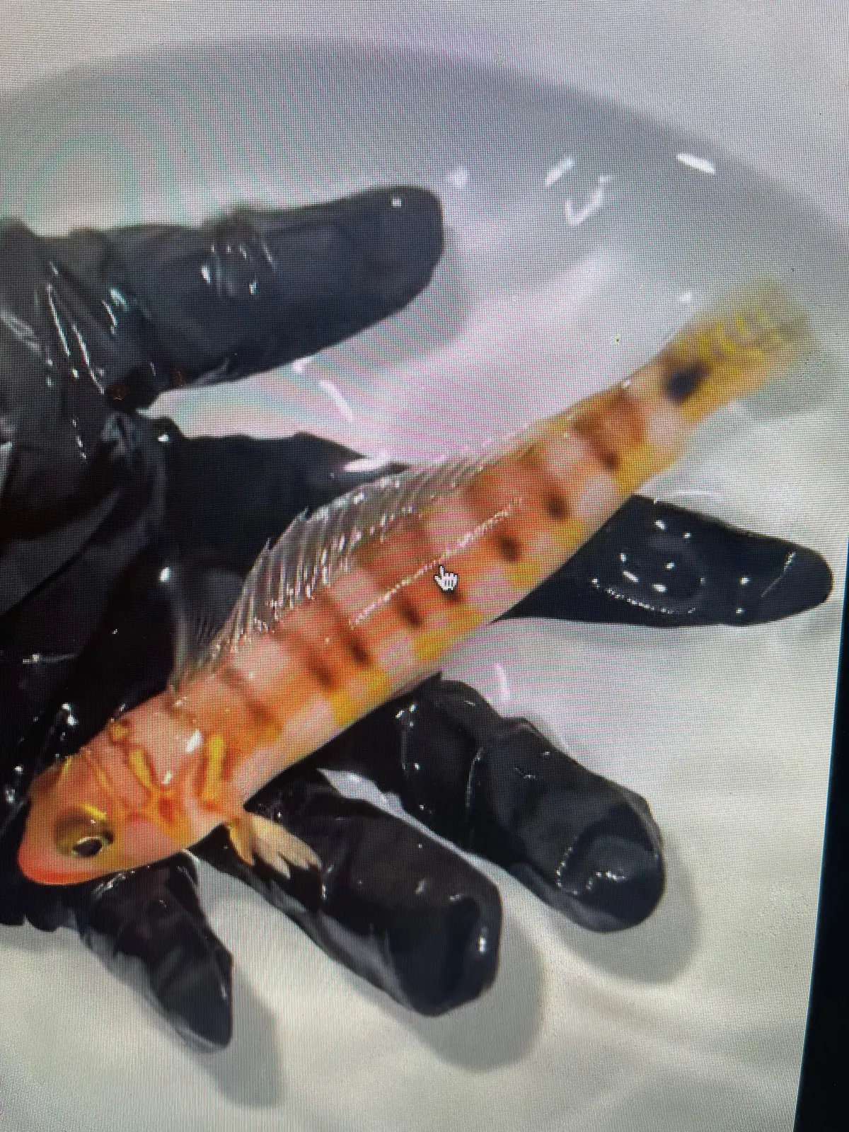 Gold-Bridled Sandsmelt | Parapercis Multifasciata (5") 1