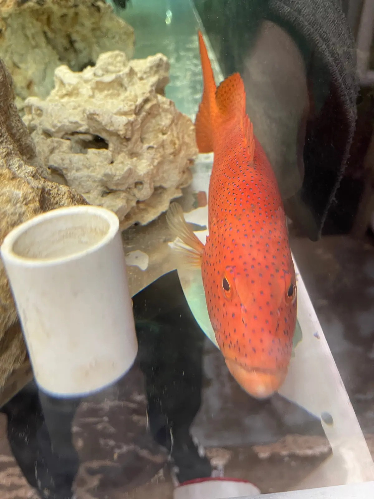 15" Red Football Grouper 1