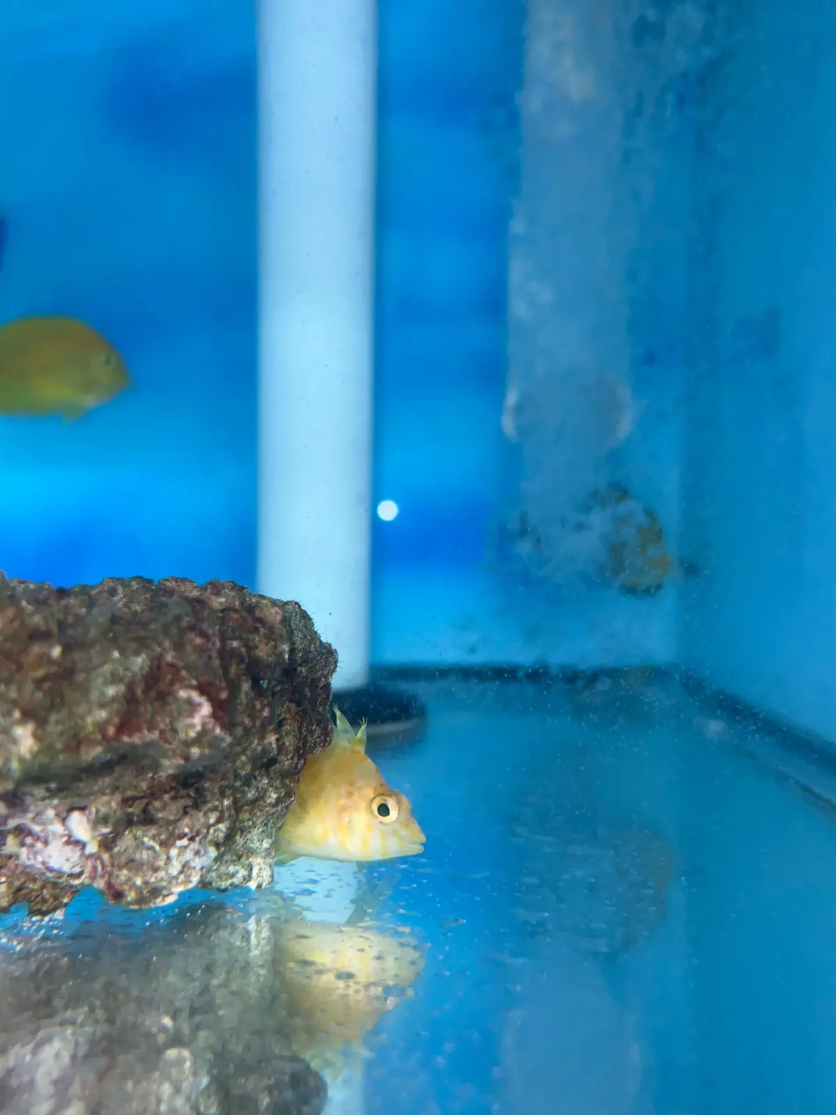 Golden Hawkfish - Cirrhitichthys Aureus 1
