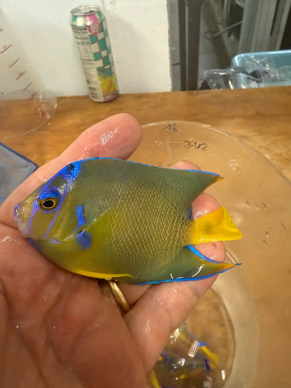 Townsend Angelfish (3-4”) 1