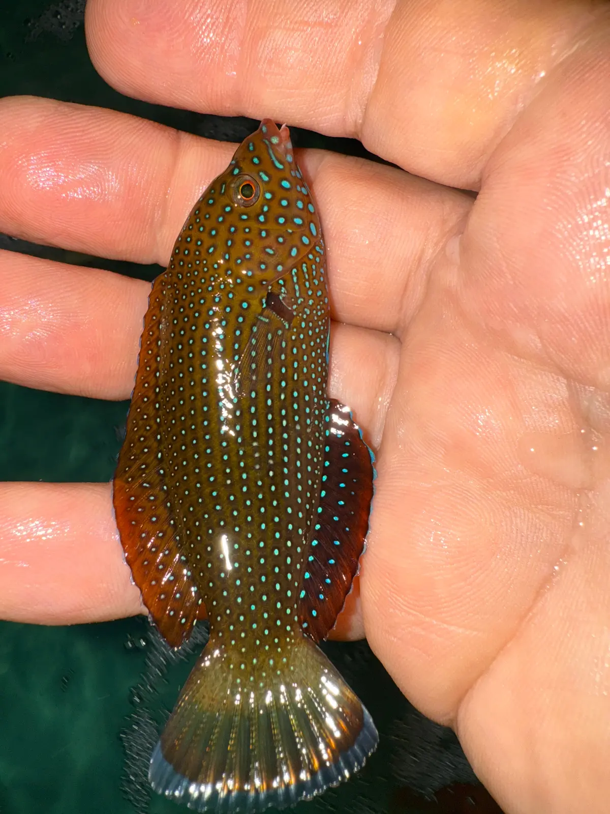 Blue Spotted Tamarin Wrasse  (Anampses Caeruleopunctatus)-4-5" 1