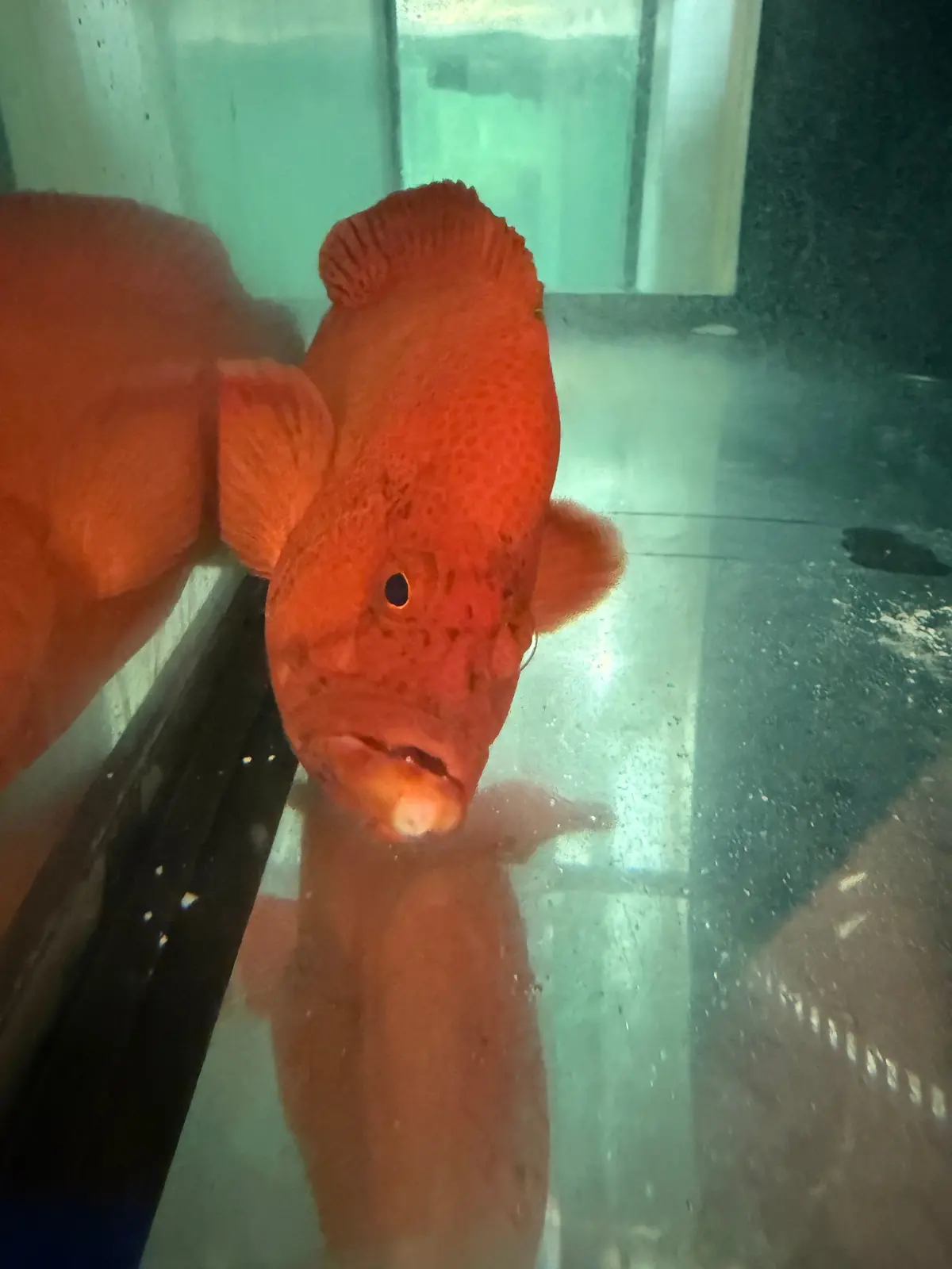 Strawberry Grouper | Cephalopholis Spiloparaea-13” 1