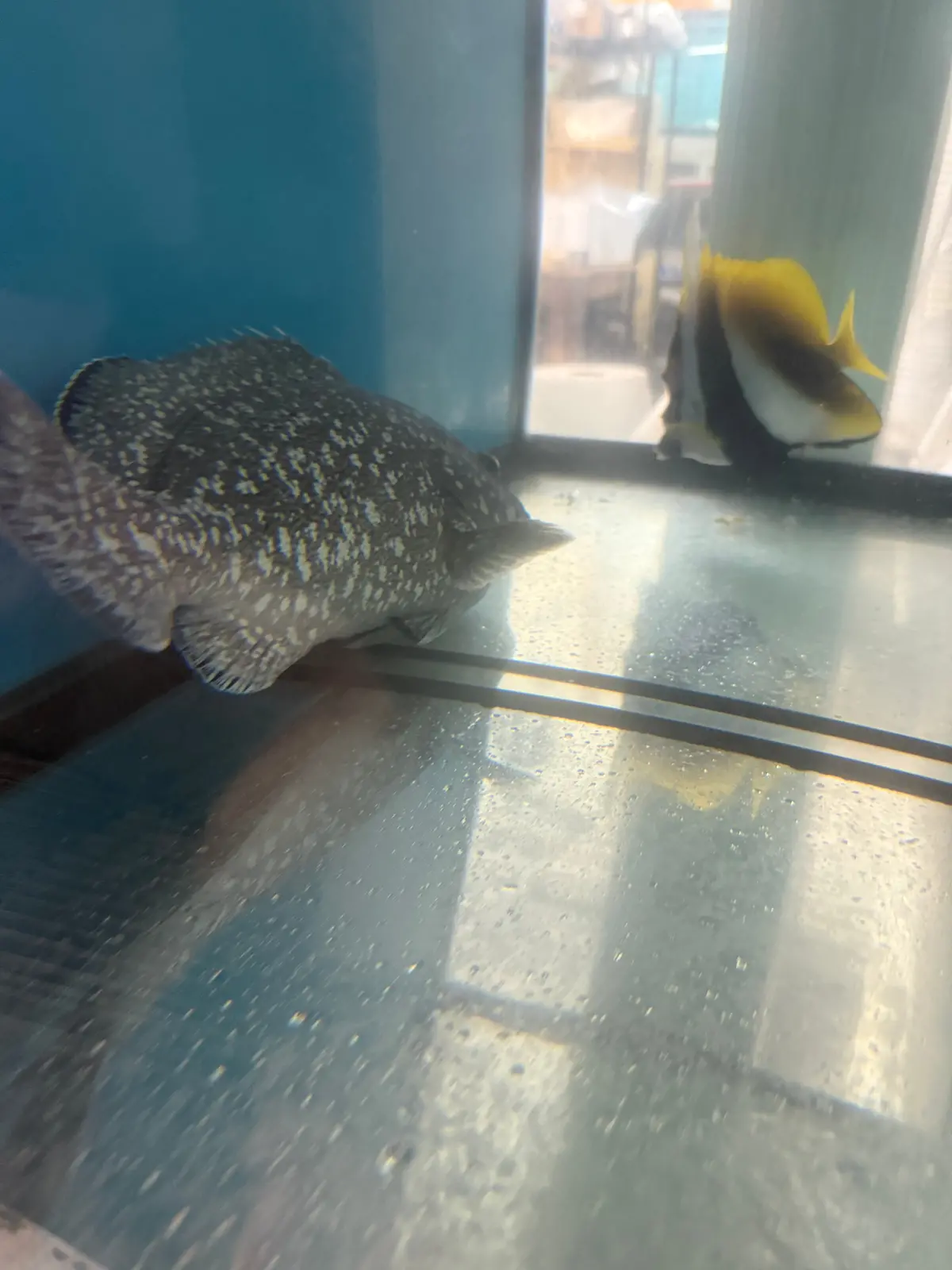 Blue And Yellow Grouper-15” 1
