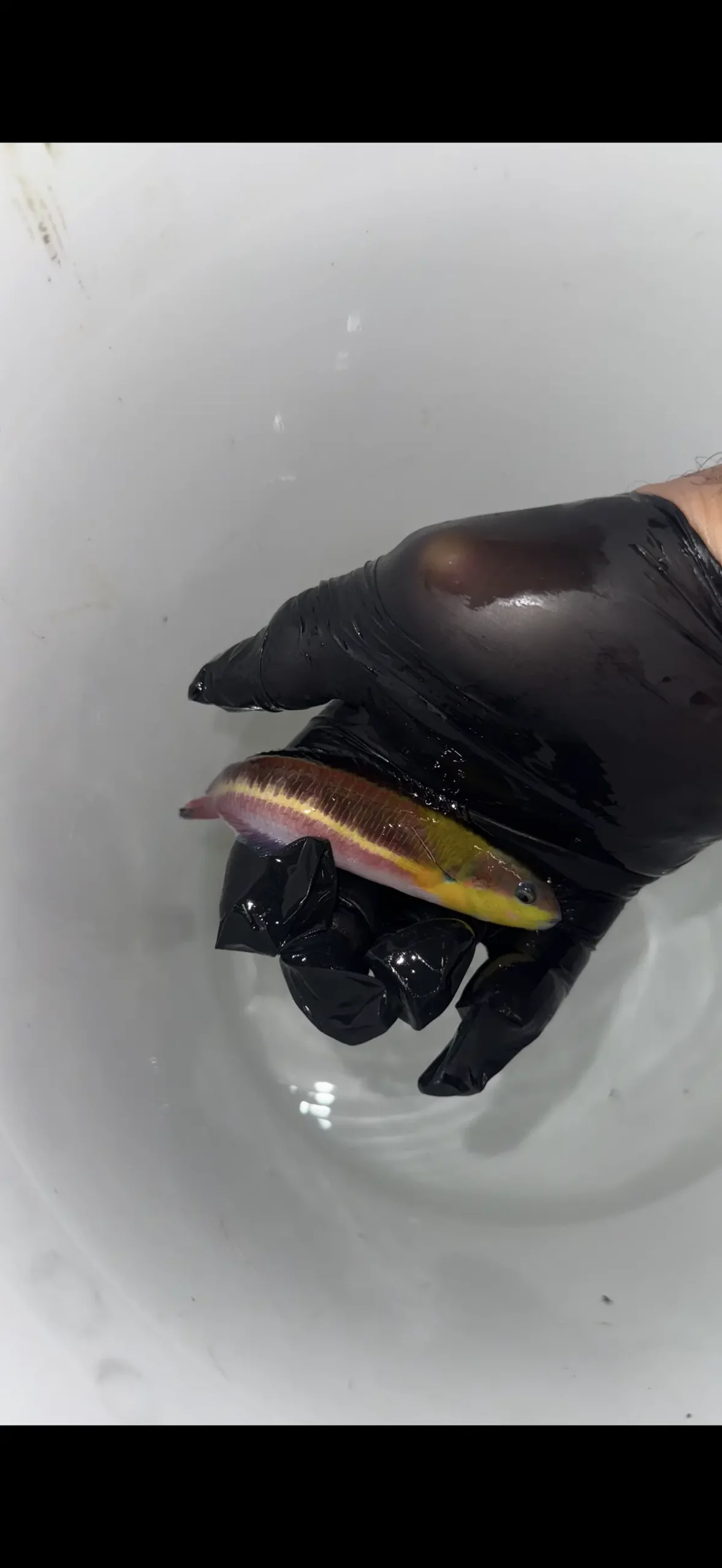 Cortez Rainbow Wrasse (Thalassoma Lucasanum) 4-5" Female 1