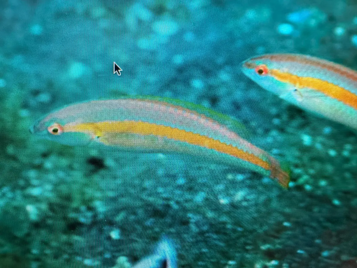 Goldstripe Wrasse | Halichoeres Zeylonicus 1