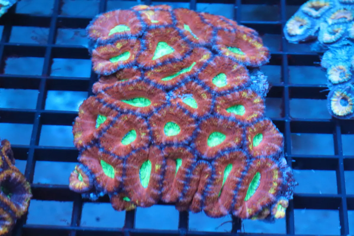 Micromussa Lord Colony (P) 1