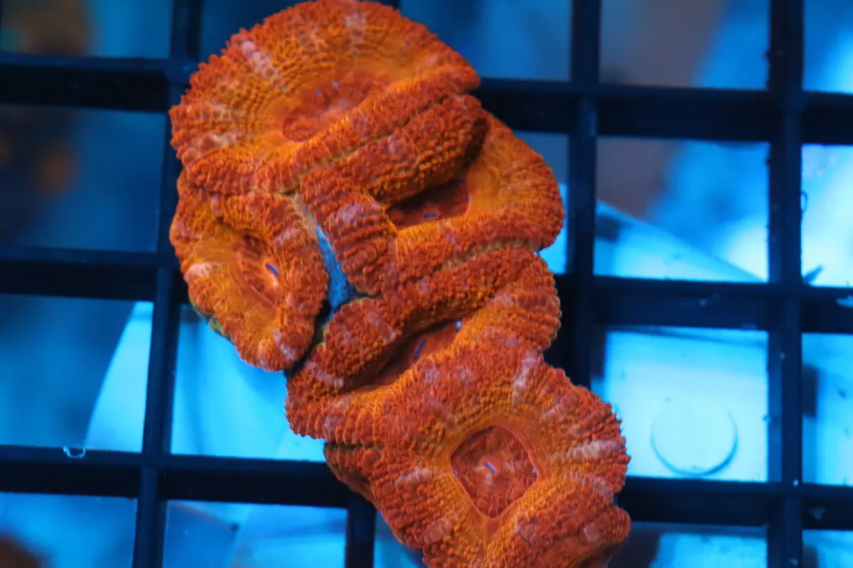 Micromussa Lord Mini Colony (B14) 1