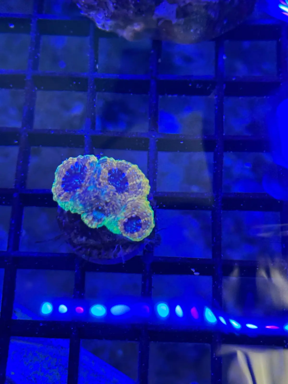 Rainbow Echinada 1