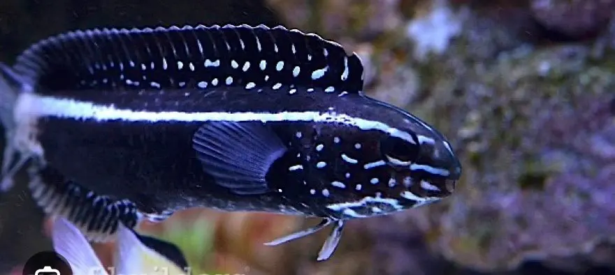 Meiacanthus Kamoharai - Japanese Blenny 1