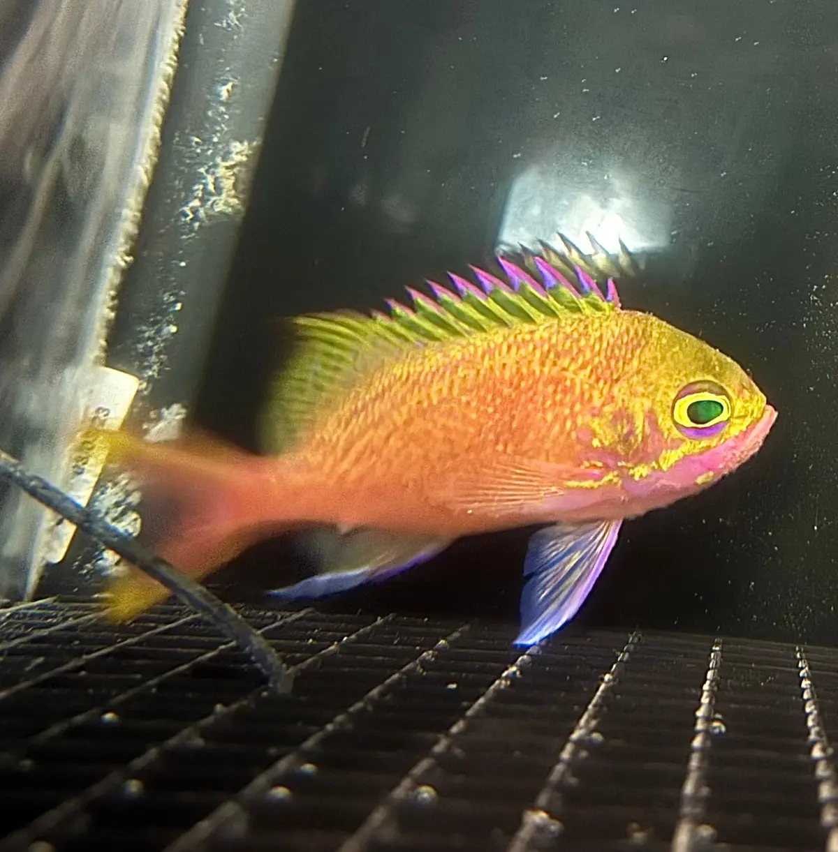 Katayamai Anthias (Odontanthias Katayamai) - Wysiwyg 1