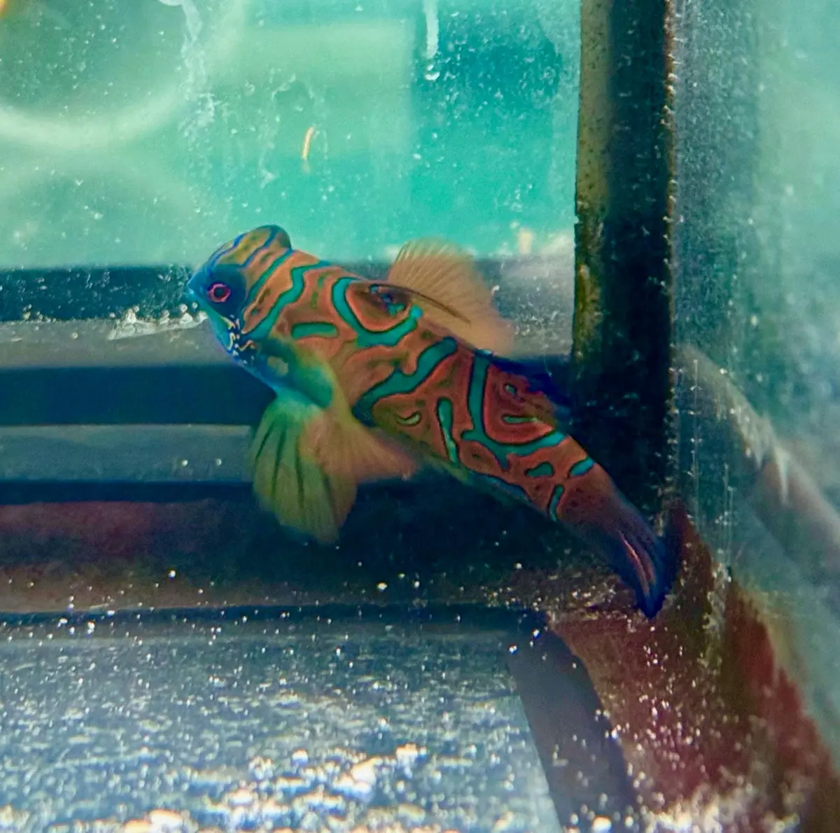 Red Mandarin Goby 1