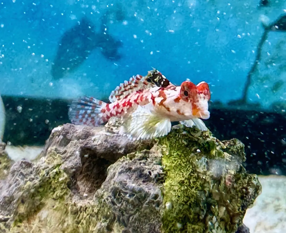 Red Scooter Dragonet (Starry Dragonet) 1