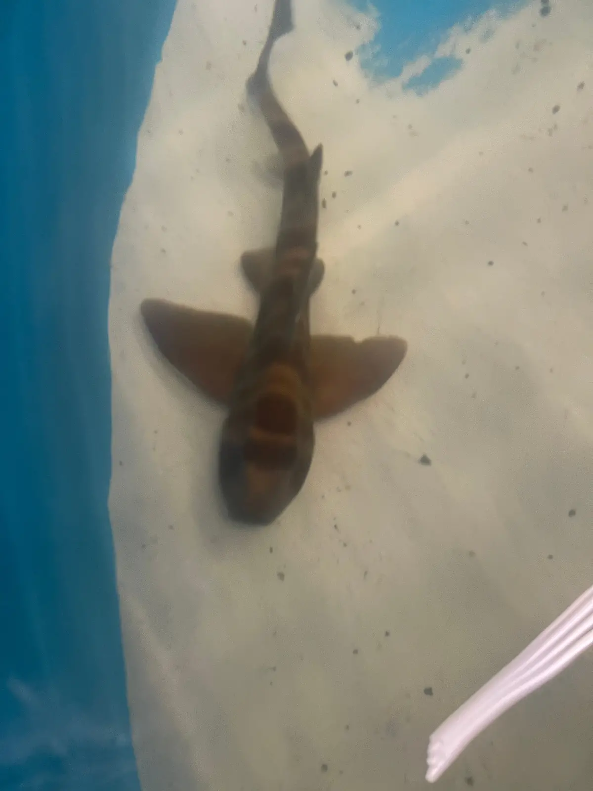 Japanese Bullhead Shark (24") | Heterodontus Japonicus 1