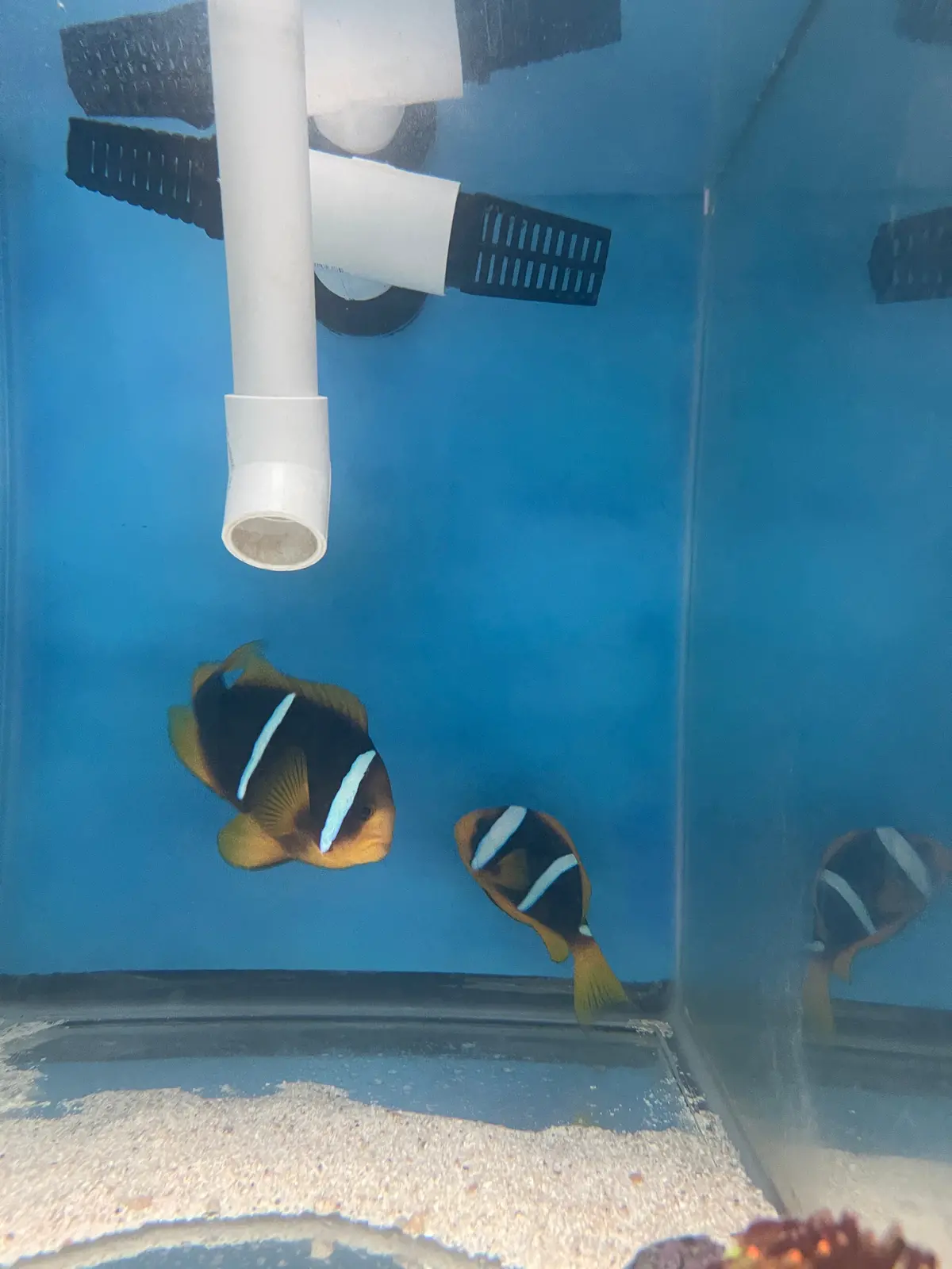 Bluestripe Clownfish -(Wc Pair) 1