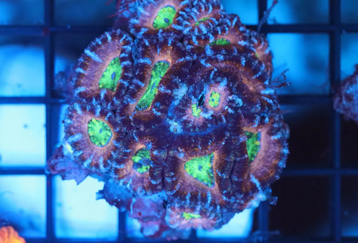 Micromussa Lord Mini Colony+ Garry’S Custom Coral Pack (B21) 1