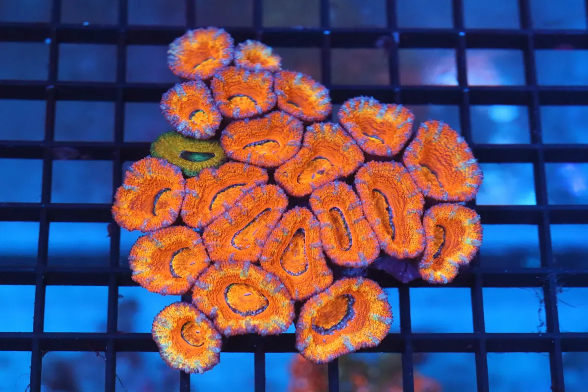 Micromussa Lord Colony (B3) 1