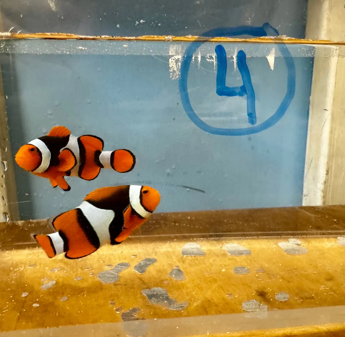 True Percula Clownfish-Super Black Pair (Wysiwyg #4) 1