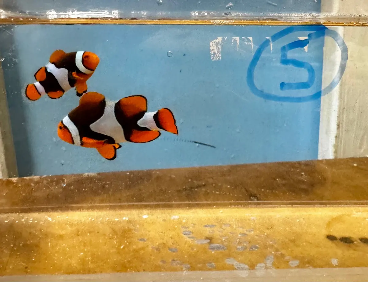 True Percula Clownfish-Super Black Pair 5 Wysiwyg 1