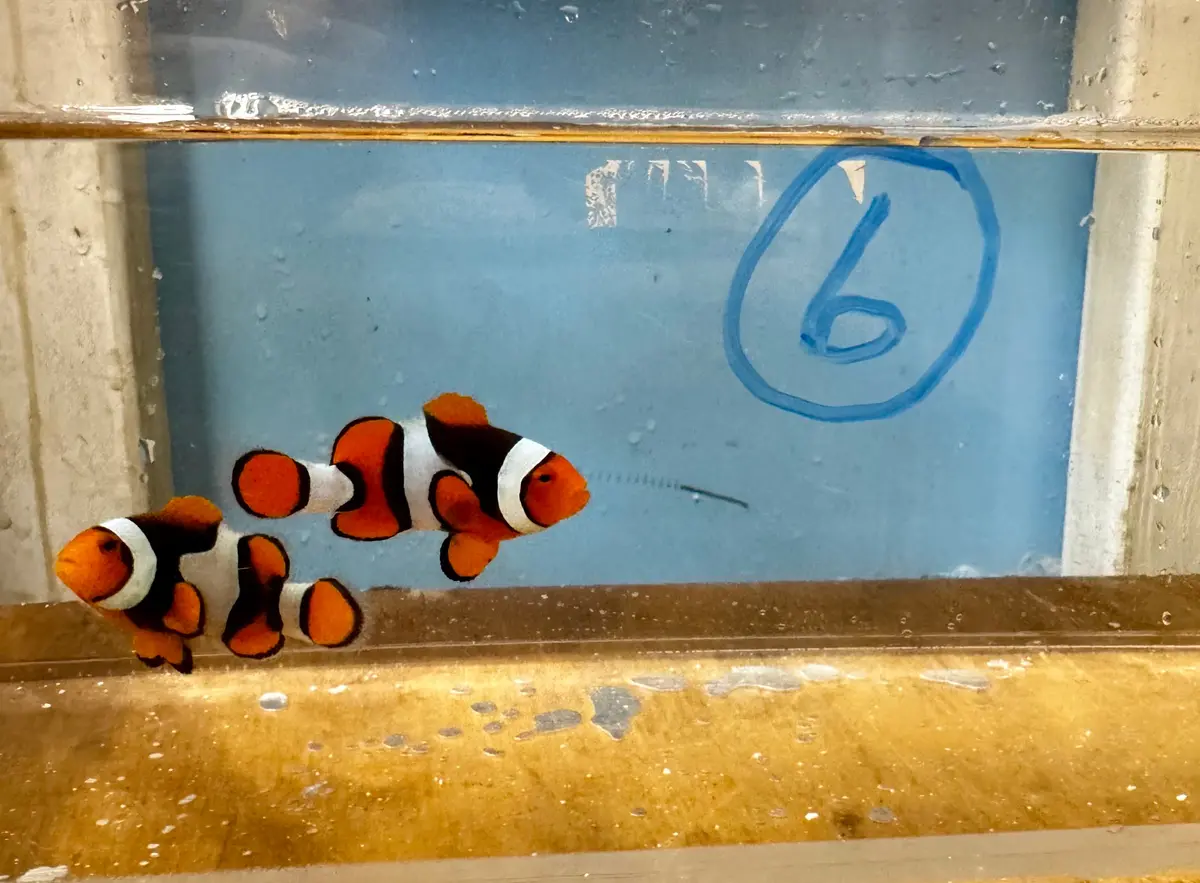 True Percula Clownfish-Super Black Pair 6 Wysiwyg 1