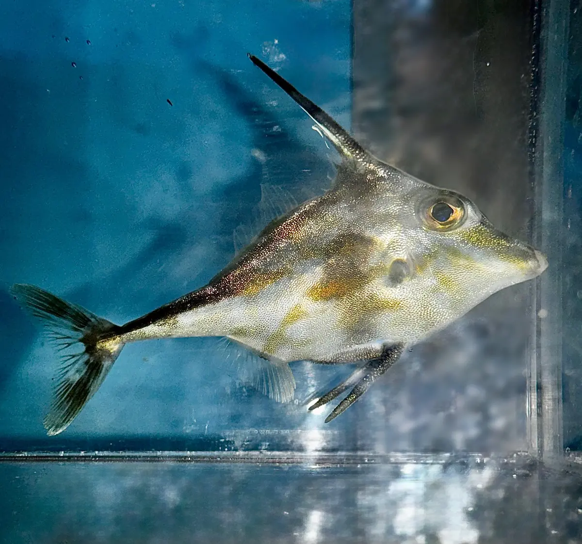 Longtail Tripodfish - Tripodichthys Blochii 1