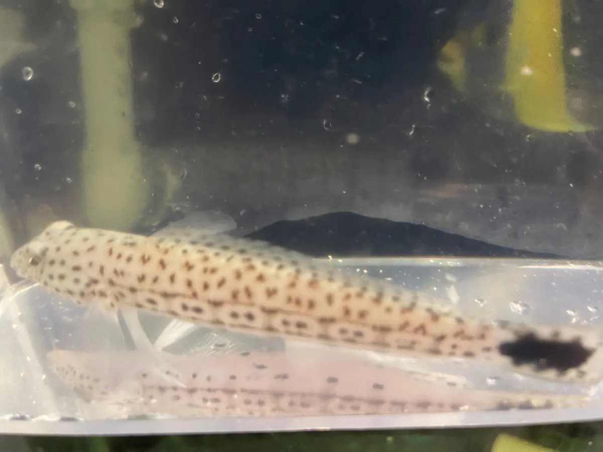 Speckled Sandperch|Parapercis Hexophtalma (5-6") 1
