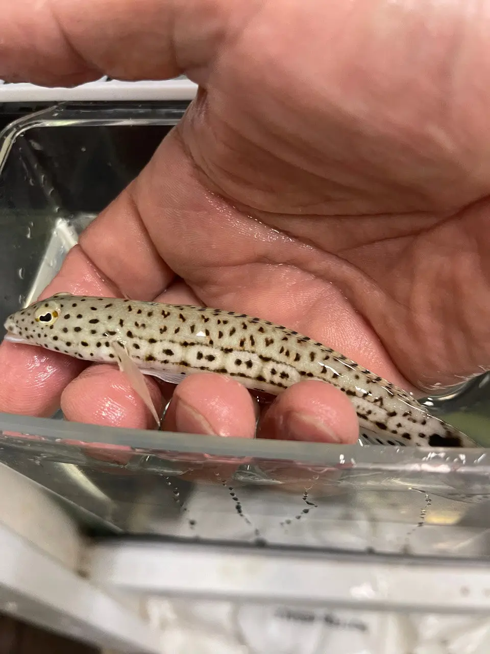 Speckled Sandperch|Parapercis Hexophtalma (5-6") 2