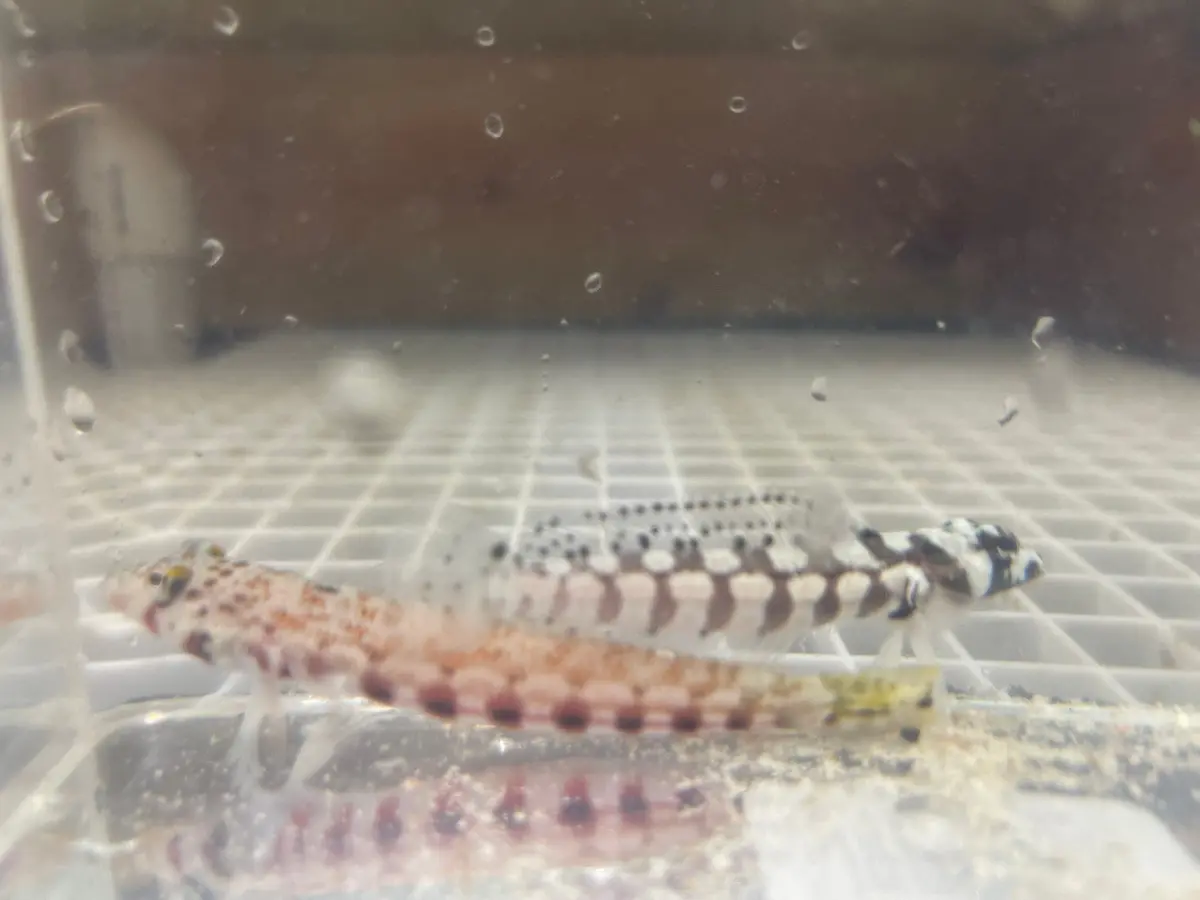 Red Spotted Sandperch | Parapercis Schauinslandii 1