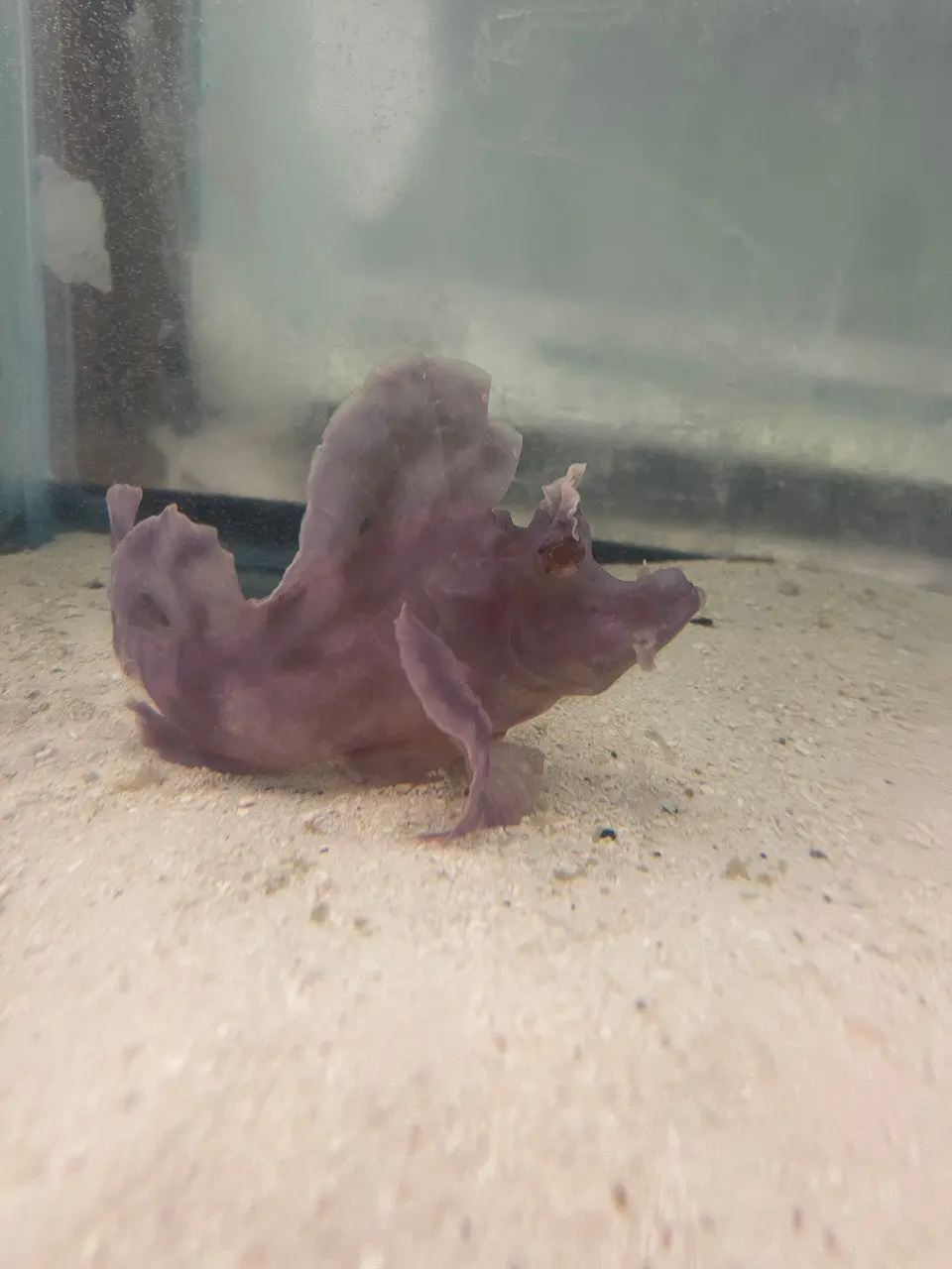 Rhinopias Scorpionfish-Purple 1