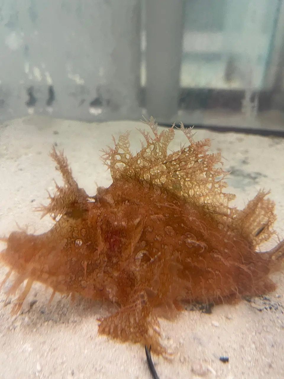 Rhinopias Scorpionfish-Pink-Weedy 1
