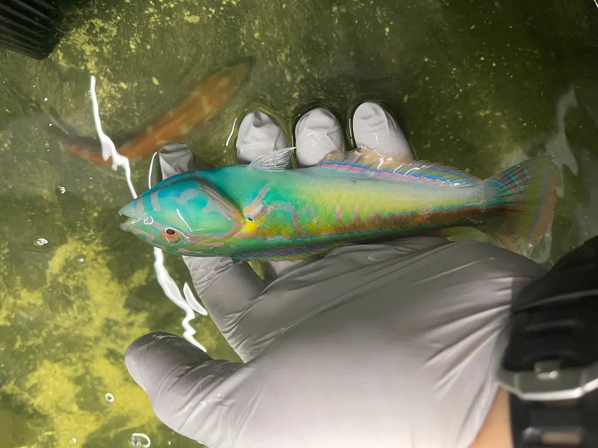 Gold Stripe Wrasse | Halichoeres Hartzfeldii (5") 1