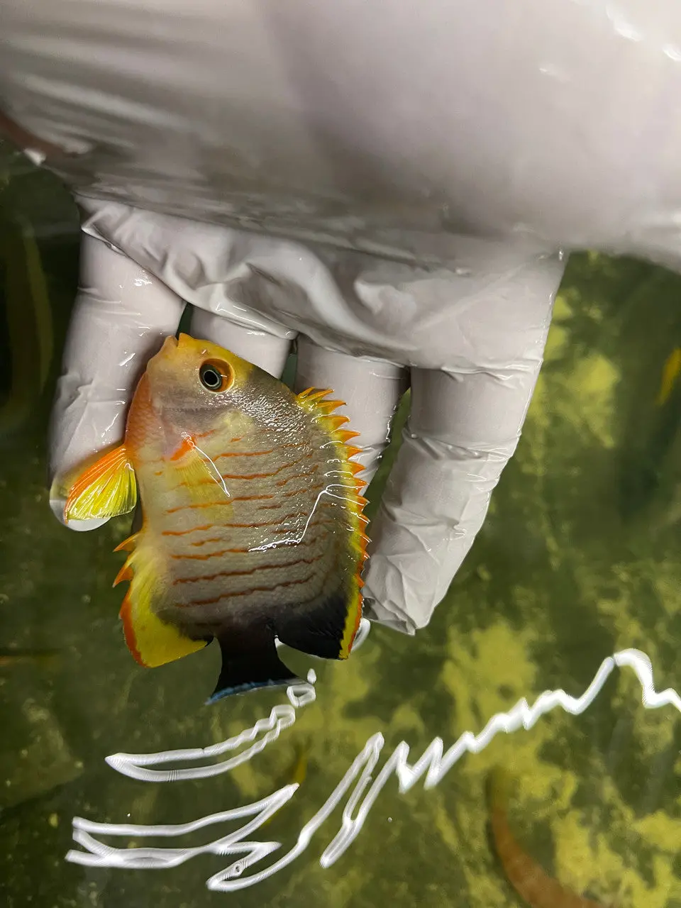Hybrid Tigerpyge Angel (3”) 2