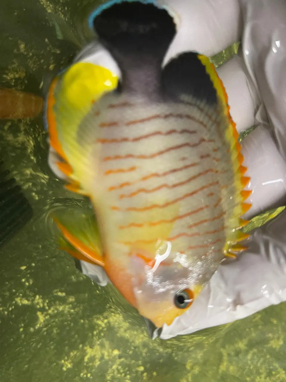 Hybrid Tigerpyge Angel (3”) 1