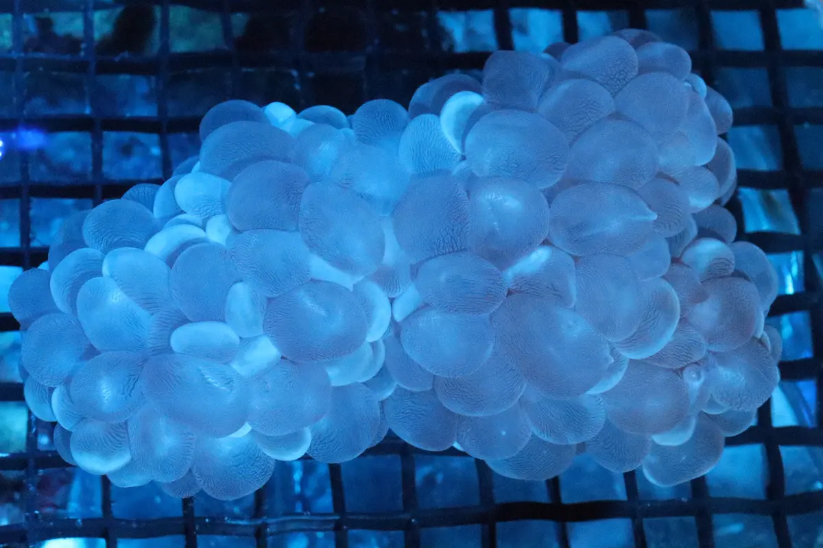 7" Bubble Coral Colony 1