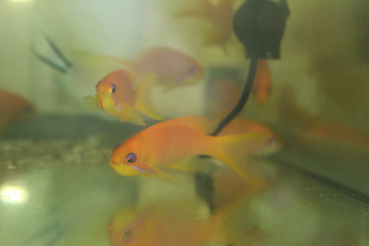 Lyretail Anthias (Maldives)- Group Of 3 Females 1