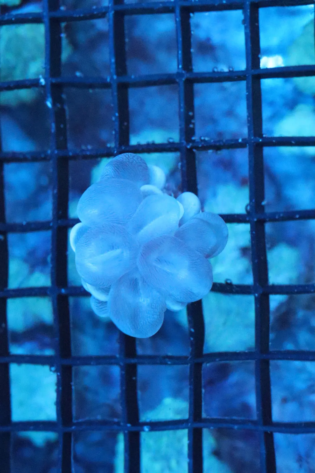 Bubble Coral Small 1