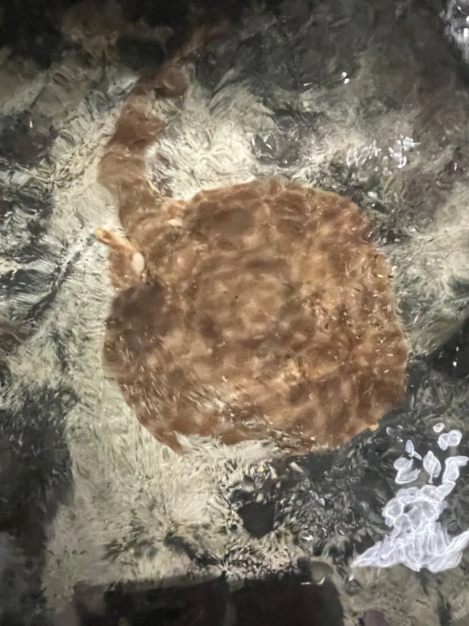 Marble Electric Torpedo Ray (6" Disk) 1