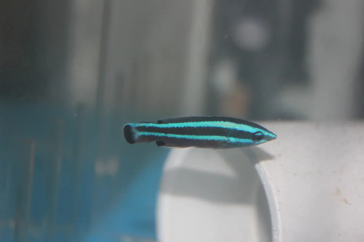 Red Sea Cleaner Wrasse-Larabicus Quadrilieatus 1