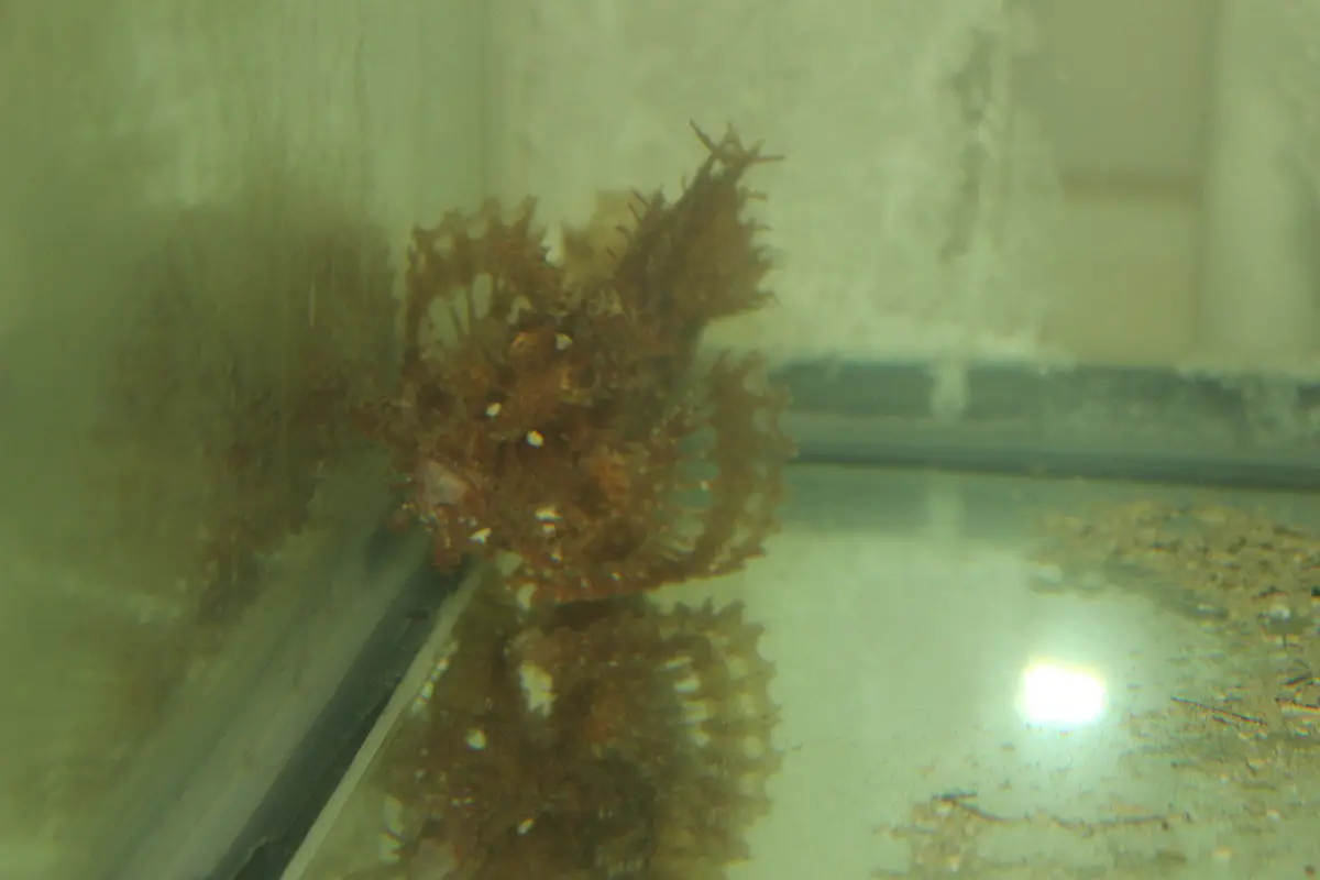 Rhinopias Scorpionfish-Red -5" (Frondosa) 1