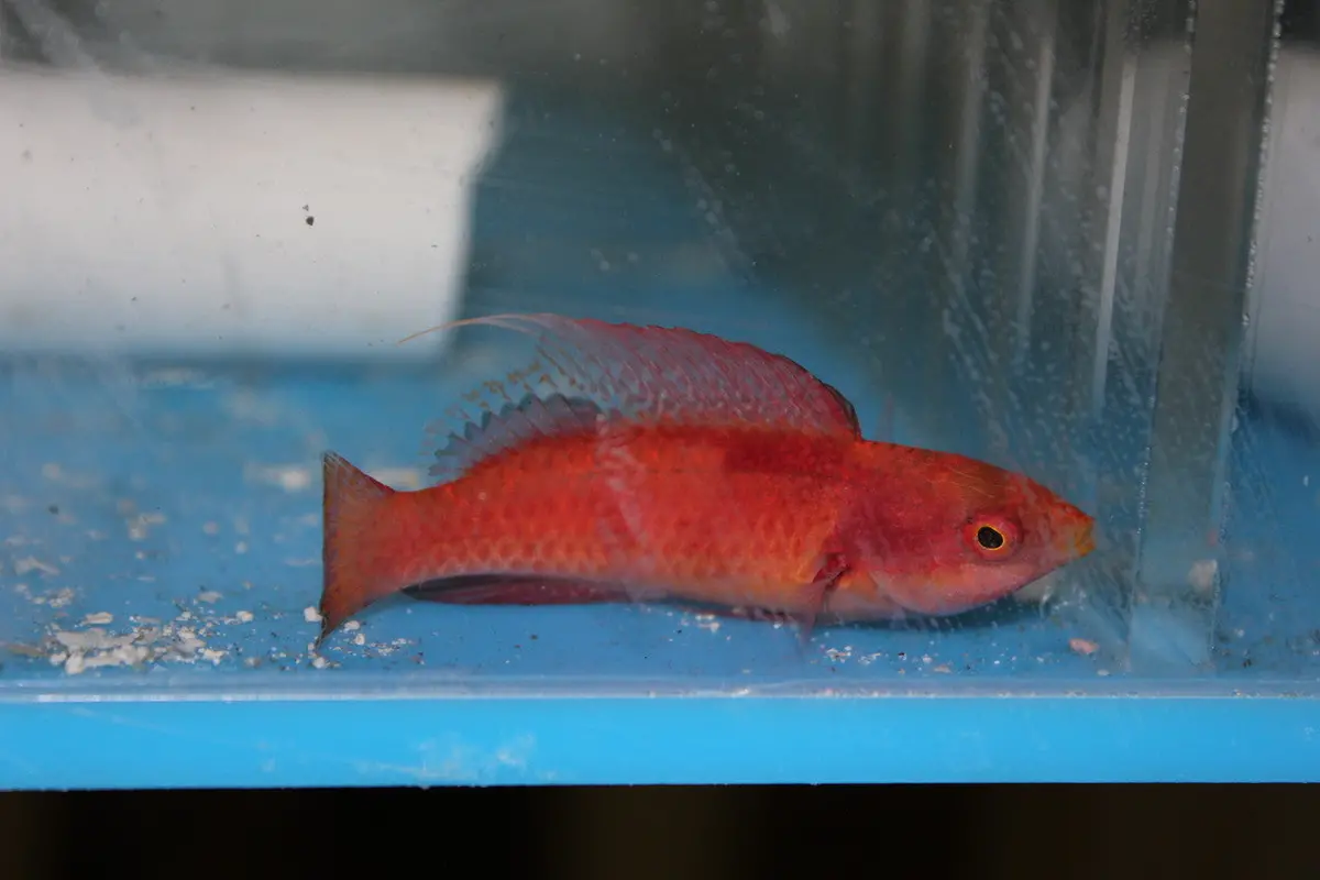 Tono Fairy Wrasse 1