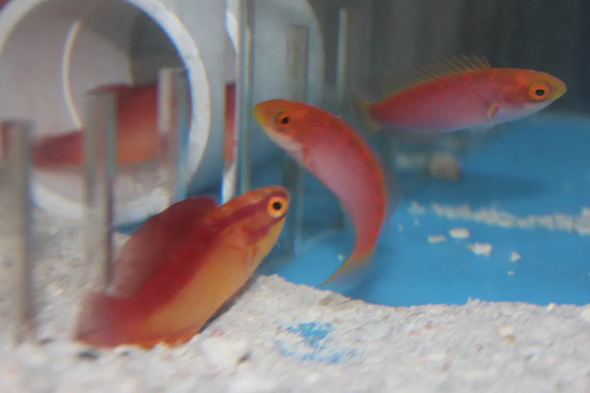 Hawaiian Flame Wrasse Pair (Xl Male) 1