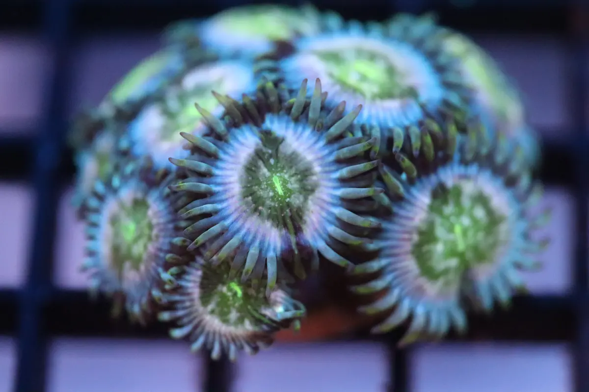 Speck Zoa (A76) 1
