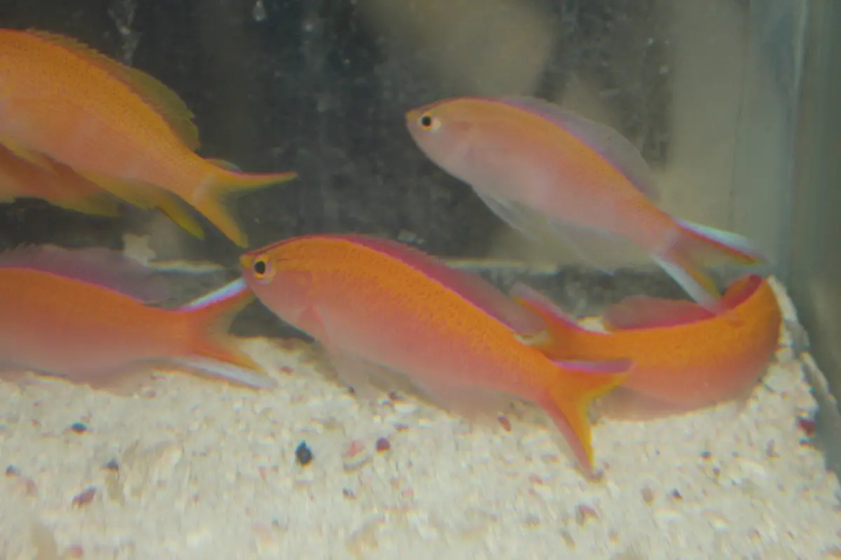 Trio Sunset (Parvirostris) Anthias 1